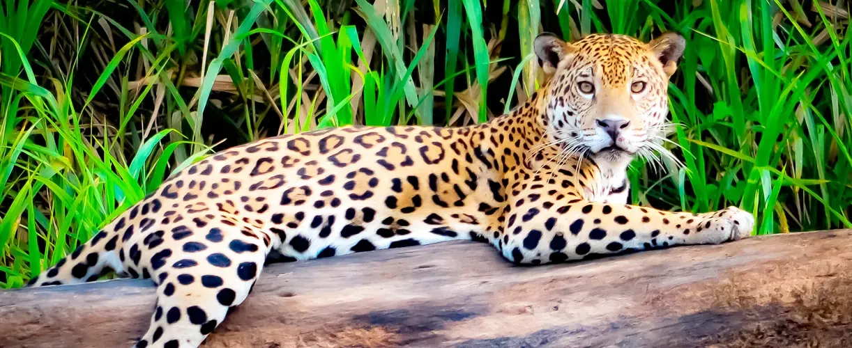 Madre De Dios: otorongo