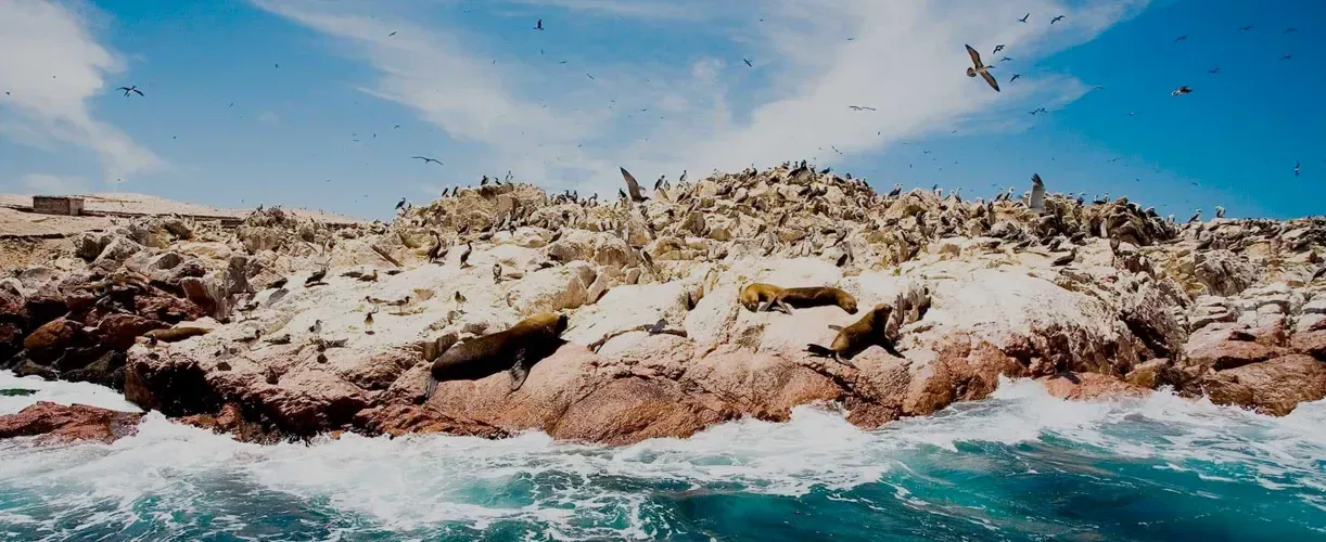 Paracas: paracas