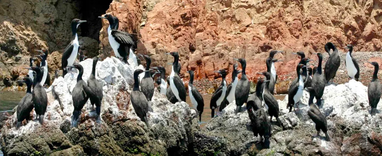 Paracas: islas ballestas