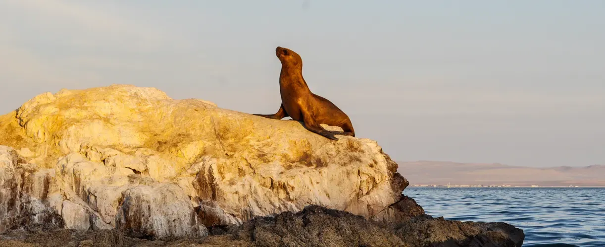 Paracas: lobos
